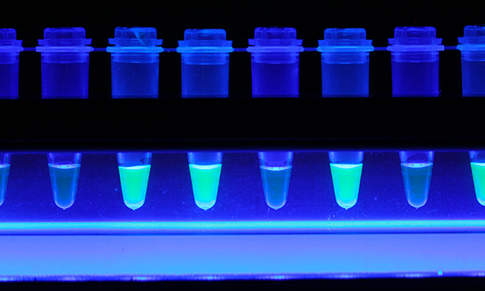 Rapid LAMP-PCR test for COVID-19